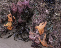 OR, Oregon Coast, Bandon, Ochre sea stars and green sea anemones von Danita Delimont