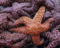 OR, Oregon Coast, Ecola State Park, Ochre Sea Stars von Danita Delimont