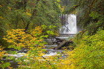 USA, Oregon, Silver Falls State Park, Upper North Falls, 65 feet von Danita Delimont