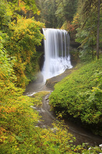 USA, Oregon, Silver Falls State Park, Middle North Falls, 106 feet by Danita Delimont