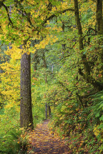 USA, Oregon, Silver Falls State Park, Trail von Danita Delimont