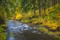USA, Oregon, Silver Falls State Park, North Fork Silver Creek von Danita Delimont