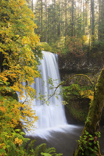 USA, Oregon, Silver Falls State Park, Lower South Falls, 93 feet von Danita Delimont