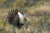 Sage Grouse, Courtship Display by Danita Delimont