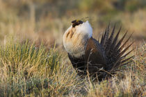 Sage Grouse, Courtship Display by Danita Delimont
