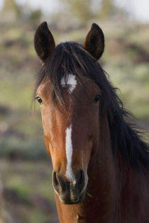 Wild Horse, Steens Mountains by Danita Delimont