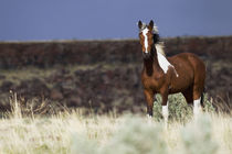 Wild Horse, Steens Mountains von Danita Delimont