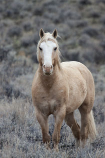Wild Horse, Steens Mountains by Danita Delimont