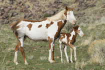 Wild Horse, Steens Mountains, Mare with Colt by Danita Delimont