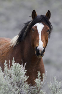 Wild Horses, Steens Mountains by Danita Delimont