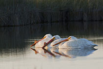 American White Pelicans by Danita Delimont