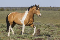 Wild Horses, Strutting Stallion von Danita Delimont