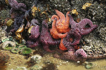 Tide Pool, Starfish and Sea Anemone, Cannon Beach, Pacific O... von Danita Delimont