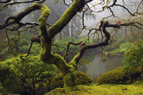 Japanese Maple, Winter, Portland Japanese Garden, Portland, ... von Danita Delimont