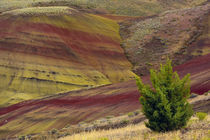 Painted Hills, Mitchell, Oregon, USA by Danita Delimont