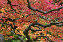 Japanese Maple with autumn foliage at Portland Japanese Gard... von Danita Delimont