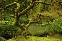 Moss covered, Japanese Maple, Portland Japanese garden,, Por... by Danita Delimont