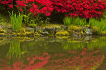 Portland Japanese Garden in spring, Portland, Oregon, USA. by Danita Delimont