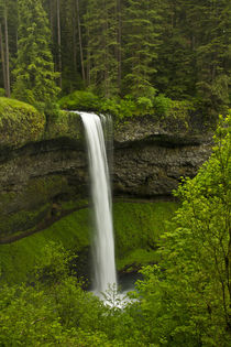 South Falls, Silver Falls State Park, Oregon, USA by Danita Delimont