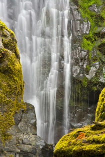 Susan Creek Falls, Umpqua National Forest, Oregon, USA by Danita Delimont