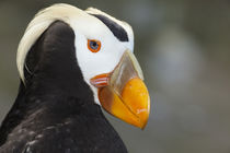Tufted Puffin by Danita Delimont