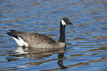 USA, Oregon, Baskett Slough National Wildlife Refuge, Canada Goose . von Danita Delimont