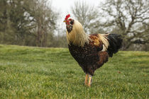 USA, Oregon, Shedd, Thompson Mills State Historic Site, rooster. by Danita Delimont