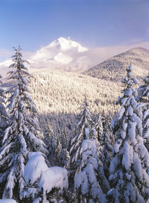 USA, Oregon, Mt Hood National Forest, View frost trees on Mt by Danita Delimont