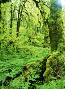 USA, Oregon, View of lush trees at Silver falls state park von Danita Delimont
