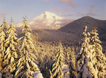 USA, Oregon, Mt Hood National Forest, View of frost trees at Mt Hood von Danita Delimont