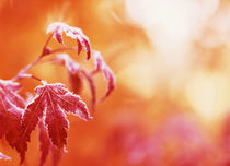 USA, Oregon, View of frost Japanese maple leaf, close-up von Danita Delimont