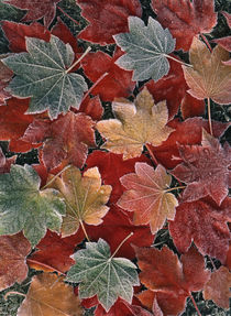 USA, Oregon, View of autumn maple leaves, close up von Danita Delimont