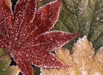 USA, Oregon, Frosted maple leaves, close-up von Danita Delimont
