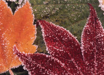 USA, Oregon, Close-up of frosted maple leaves von Danita Delimont