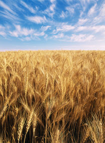 USA, Oregon, Eastern Oregon, View of wispy clouds above wheat field by Danita Delimont
