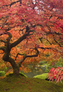 Japanese maple in fall color, Portland Japanese Garden, Oregon by Danita Delimont