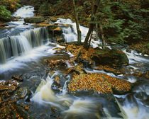USA, Pennsylvania, Ricketts Glen State Park, Allegheny Mount... by Danita Delimont