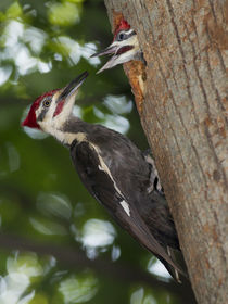 North America, USA, Central Pennsylvania Pileated Woodpecker... by Danita Delimont