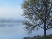 Dense Fog on Lackawanna Lake, Lackawanna State Park, Pennsylvania, USA by Danita Delimont