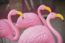 Plastic pink flamingos, Charleston, South Carolina von Danita Delimont
