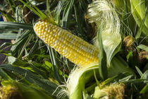 Corn for sale at a farmers market, Charleston, South Carolina by Danita Delimont