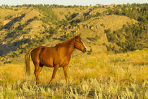 USA, South Dakota, Wild Horse Sanctuary von Danita Delimont