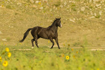 USA, South Dakota, Wild Horse Sanctuary by Danita Delimont