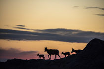 Bighorn ewes with lambs silhouetted against sunset sky in Ba... by Danita Delimont