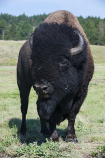 Buffaloes, South Dakota, USA by Danita Delimont
