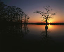 USA, Tennessee, Reelfoot National Wildlife Refuge, Silhouett... by Danita Delimont