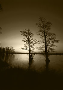 USA, Tennessee, Reelfoot National Wildlife Refuge, Trees ref... by Danita Delimont