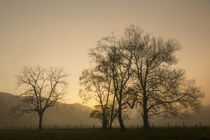Trees silhouetted at sunrise, Cades Cove, Great Smoky Mounta... by Danita Delimont