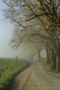 Early morning view of Sparks Lane, Cades Cove, Great Smoky M... by Danita Delimont