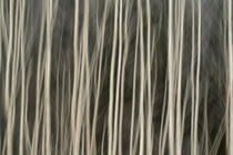 Abstract tree pattern, Great Smoky Mountains National Park, Tennessee von Danita Delimont